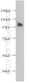 RAS P21 Protein Activator 3 antibody, 14150-1-AP, Proteintech Group, Western Blot image 