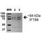 Intraflagellar Transport 88 antibody, LS-C774348, Lifespan Biosciences, Western Blot image 