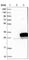 N-Terminal Xaa-Pro-Lys N-Methyltransferase 1 antibody, HPA020092, Atlas Antibodies, Western Blot image 