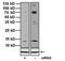 Potassium Calcium-Activated Channel Subfamily M Regulatory Beta Subunit 1 antibody, NB300-535, Novus Biologicals, Western Blot image 