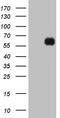 Kruppel Like Factor 12 antibody, TA810314S, Origene, Western Blot image 