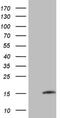 Matrix Gla Protein antibody, NBP2-45844, Novus Biologicals, Western Blot image 