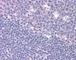Regulator Of G Protein Signaling 1 antibody, 49-230, ProSci, Immunohistochemistry frozen image 