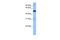 TRAF3 Interacting Protein 3 antibody, PA5-43460, Invitrogen Antibodies, Western Blot image 