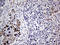 Meis Homeobox 1 antibody, LS-C792155, Lifespan Biosciences, Immunohistochemistry paraffin image 