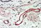 Thrombospondin 3 antibody, MBS422053, MyBioSource, Immunohistochemistry frozen image 