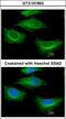 Tubulin Beta 2A Class IIa antibody, GTX101863, GeneTex, Immunocytochemistry image 