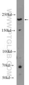 Golgi Brefeldin A Resistant Guanine Nucleotide Exchange Factor 1 antibody, 25183-1-AP, Proteintech Group, Western Blot image 