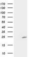 Chromosome 1 Open Reading Frame 50 antibody, TA502903, Origene, Western Blot image 