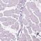 Triokinase And FMN Cyclase antibody, HPA039486, Atlas Antibodies, Immunohistochemistry frozen image 