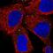 PCSK1 antibody, PA5-64180, Invitrogen Antibodies, Immunofluorescence image 