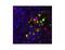 C-C Motif Chemokine Receptor 9 antibody, MBS375122, MyBioSource, Immunofluorescence image 