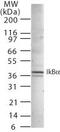 NFKB Inhibitor Alpha antibody, PA1-41127, Invitrogen Antibodies, Western Blot image 