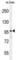 Interactor Of Little Elongation Complex ELL Subunit 2 antibody, abx025759, Abbexa, Western Blot image 