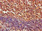 Pipecolic Acid And Sarcosine Oxidase antibody, CSB-PA868381LA01HU, Cusabio, Immunohistochemistry frozen image 