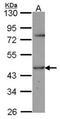 TR Alpha antibody, orb74194, Biorbyt, Western Blot image 