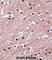 RAR Related Orphan Receptor B antibody, abx027769, Abbexa, Western Blot image 