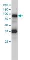 FES Proto-Oncogene, Tyrosine Kinase antibody, H00002242-M01, Novus Biologicals, Western Blot image 