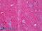 Protein NDRG4 antibody, LS-B6721, Lifespan Biosciences, Immunohistochemistry frozen image 