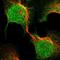 Mediator Complex Subunit 21 antibody, HPA017177, Atlas Antibodies, Immunofluorescence image 