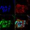 Ataxin 1 antibody, MA5-27667, Invitrogen Antibodies, Immunofluorescence image 