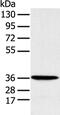 Methionine Adenosyltransferase 2B antibody, PA5-51192, Invitrogen Antibodies, Western Blot image 
