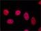 Telomeric Repeat Binding Factor 1 antibody, GTX10579, GeneTex, Immunocytochemistry image 