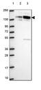 Sperm Antigen With Calponin Homology And Coiled-Coil Domains 1 Like antibody, HPA070614, Atlas Antibodies, Western Blot image 