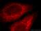 Interleukin 17 Receptor B antibody, 20673-1-AP, Proteintech Group, Immunofluorescence image 