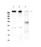 Sacsin Molecular Chaperone antibody, PA5-79951, Invitrogen Antibodies, Western Blot image 