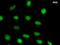 Flap Structure-Specific Endonuclease 1 antibody, LS-C342797, Lifespan Biosciences, Immunofluorescence image 