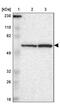 SWI/SNF Related, Matrix Associated, Actin Dependent Regulator Of Chromatin, Subfamily D, Member 1 antibody, PA5-52049, Invitrogen Antibodies, Western Blot image 