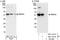 RNA Binding Motif Protein 34 antibody, NBP1-28735, Novus Biologicals, Western Blot image 