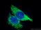 ATP synthase subunit e, mitochondrial antibody, 16483-1-AP, Proteintech Group, Immunofluorescence image 