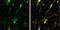 Synaptosome Associated Protein 23 antibody, NBP2-20434, Novus Biologicals, Immunofluorescence image 