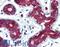 TPD52 Like 1 antibody, LS-B2920, Lifespan Biosciences, Immunohistochemistry paraffin image 