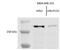 Nucleoporin 153 antibody, NB100-93329, Novus Biologicals, Western Blot image 