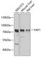 YAP1 antibody, GTX64338, GeneTex, Western Blot image 