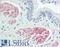 Zinc Finger CCCH-Type Containing 8 antibody, LS-B8598, Lifespan Biosciences, Immunohistochemistry frozen image 