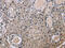 EP300 Interacting Inhibitor Of Differentiation 1 antibody, CSB-PA448901, Cusabio, Immunohistochemistry frozen image 