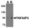 TNF Alpha Induced Protein 3 antibody, NBP1-77024, Novus Biologicals, Western Blot image 