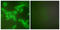 Cystatin-beta antibody, LS-C118581, Lifespan Biosciences, Immunofluorescence image 