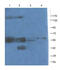 OB receptor antibody, GTX37636, GeneTex, Western Blot image 