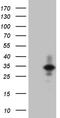 Interleukin-24 antibody, LS-C794937, Lifespan Biosciences, Western Blot image 