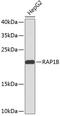 RAP1B, Member Of RAS Oncogene Family antibody, 18-757, ProSci, Western Blot image 