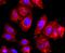 ADAM Metallopeptidase Domain 17 antibody, NBP2-67179, Novus Biologicals, Immunocytochemistry image 