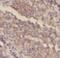 Protein Smaug homolog 1 antibody, FNab07588, FineTest, Immunohistochemistry frozen image 