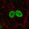 p21 antibody, HPA005946, Atlas Antibodies, Immunofluorescence image 