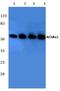 AChR alpha 1 antibody, A03723, Boster Biological Technology, Western Blot image 