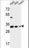 Pyrroline-5-Carboxylate Reductase 1 antibody, LS-C162337, Lifespan Biosciences, Western Blot image 
